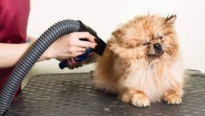 Tame the Mane: Achieving Sleek Fur with a Specialized Dog Hair Dryer post thumbnail image