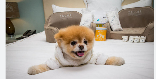 VIP Pet Resort Hotel: The Premier Destination for Your Furry Companion in Las Vegas post thumbnail image