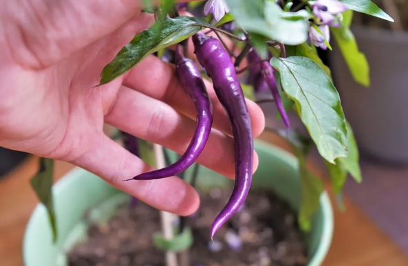 Cayenne Pepper Seeds: A World of Culinary Possibilities post thumbnail image