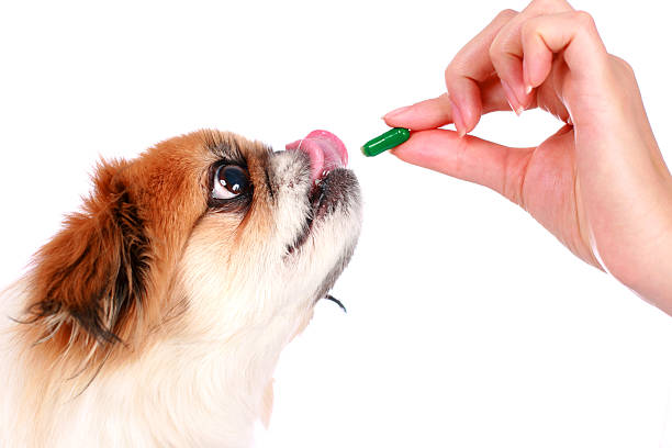 Nourishing Tails: Choosing the Best Multivitamins for Dogs post thumbnail image