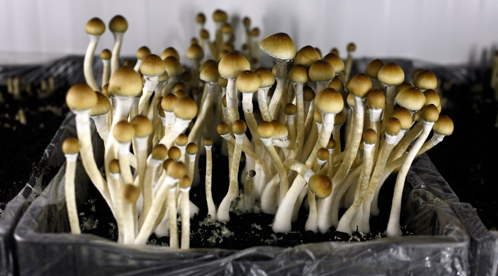 Psychedelic Wonderlands: Navigating Magic Mushrooms in DC post thumbnail image