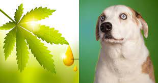 The Joy of CBD: Treats Tailored for Your Dog post thumbnail image