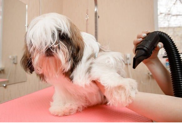 Pamper Your Pooch with the Perfect Dog Blow Dryer post thumbnail image
