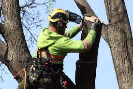 Elevate Your Outdoors: Richmond’s Superior Tree Care Services post thumbnail image