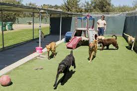 Two Principal Fundamentals To Learn For Selecting Dog Boarding Solutions post thumbnail image