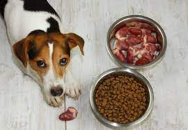 Investigating Raw Dog Food Choices: What’s Best to your Pet post thumbnail image