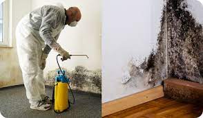 Maximizing Your ROI: Mold Removal Lead Generation Strategies post thumbnail image